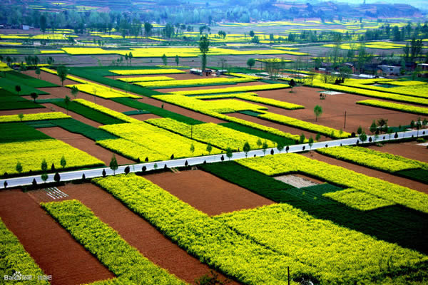 武都漢王油菜花美景如畫(huà)